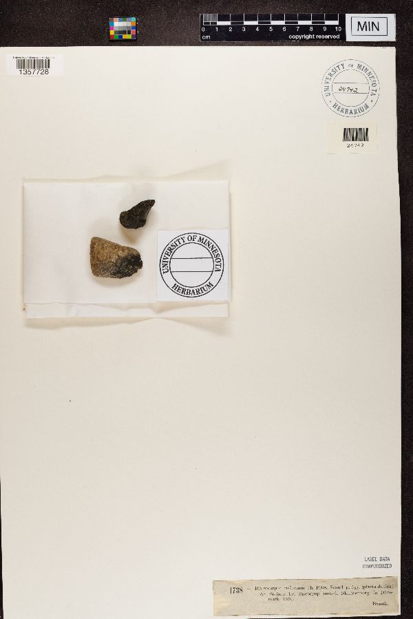 Rhizocarpon reductum image