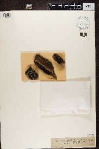 Lecidea fuliginosa image