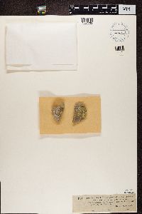 Caloplaca saxicola image