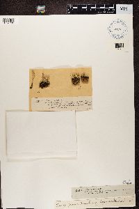 Cladonia botrytes image