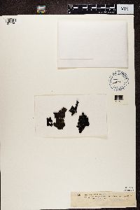 Image of Gyrophora hyperborea
