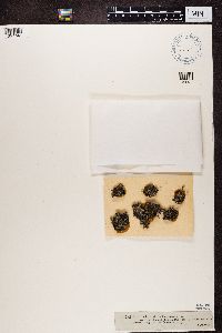 Image of Cladonia ramulosa