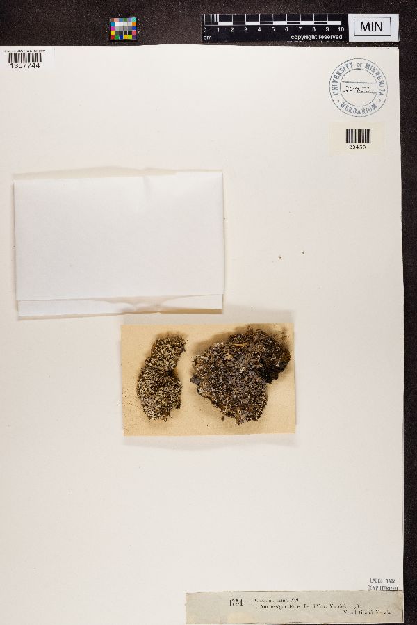 Cladonia firma image