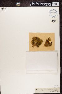 Pseudocyphellaria aurata image