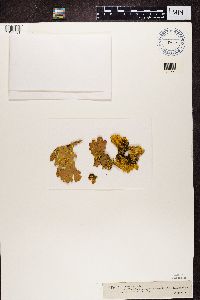 Pseudocyphellaria aurata image