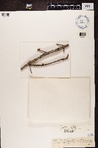 Biatora vernalis image