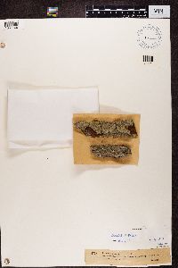 Lecanora expallens image