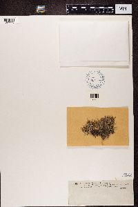 Cladonia scabriuscula image