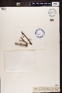 Variolaria ophthalmiza image