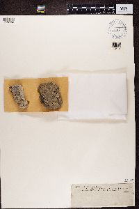 Farnoldia jurana image