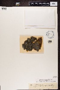 Media resource of Scytinium gelatinosum