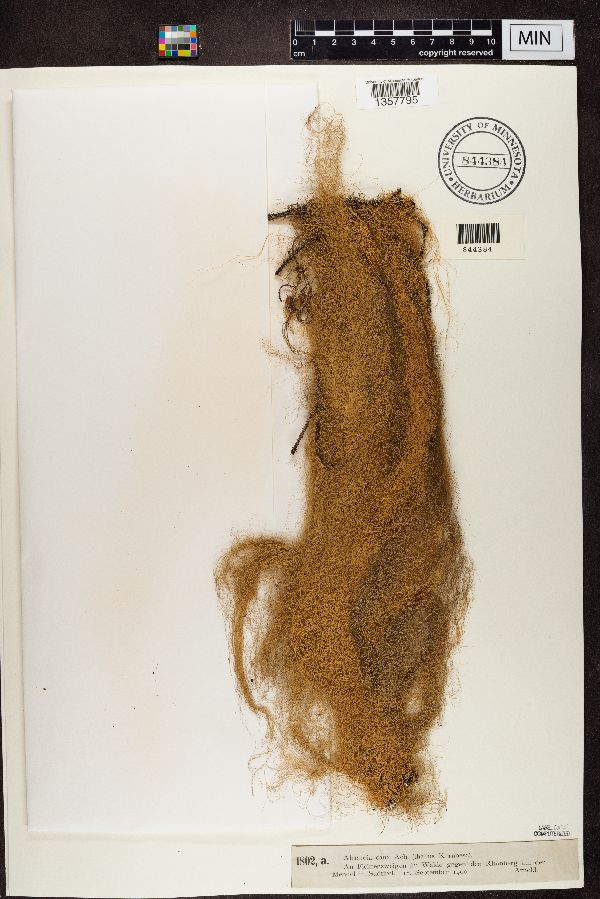 Bryoria capillaris image