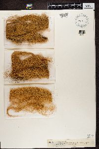 Bryoria capillaris image