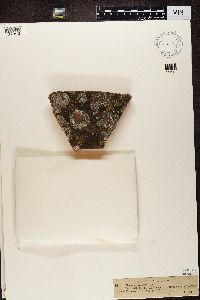 Rufoplaca arenaria image