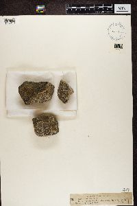 Lecanora sordida image