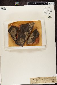 Trapelia glebulosa image