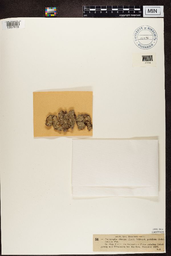 Platygrapha abietina image