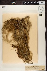 Usnea longissima image