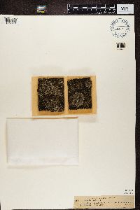 Physcia caesia image