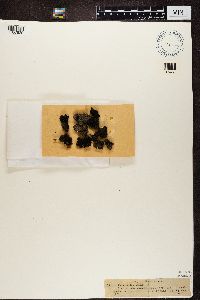 Parmeliella triptophylla image