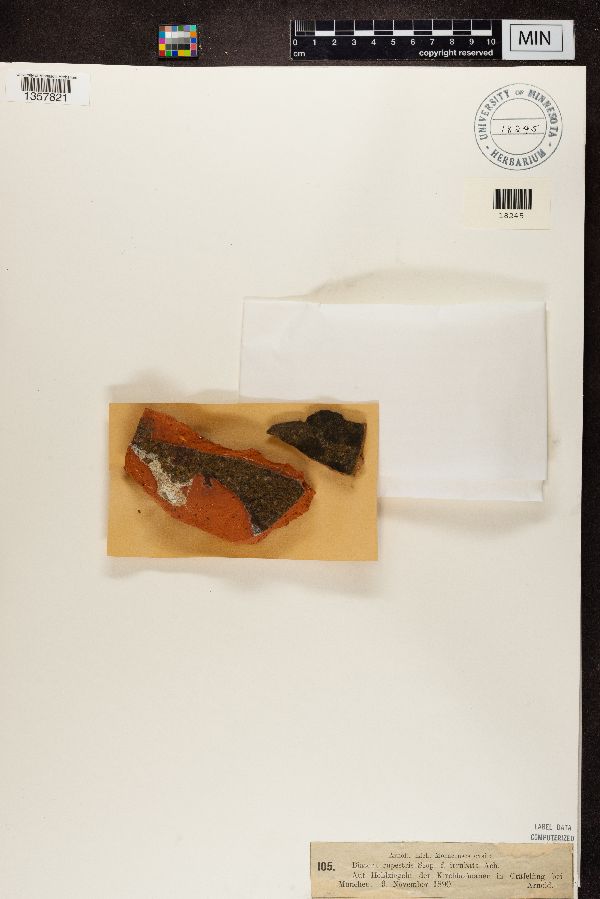 Protoblastenia rupestris image