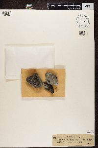 Rhizocarpon petraeum image