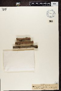 Arthopyrenia rhyponta image