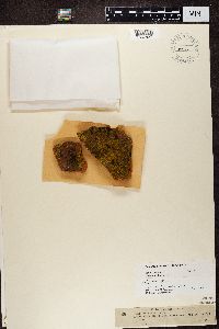 Flavoplaca citrina image