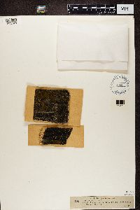Polysporina simplex image