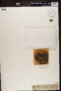 Thumbnail image of current specimen