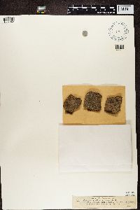 Alyxoria varia image