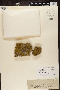 Caloplaca decipiens image