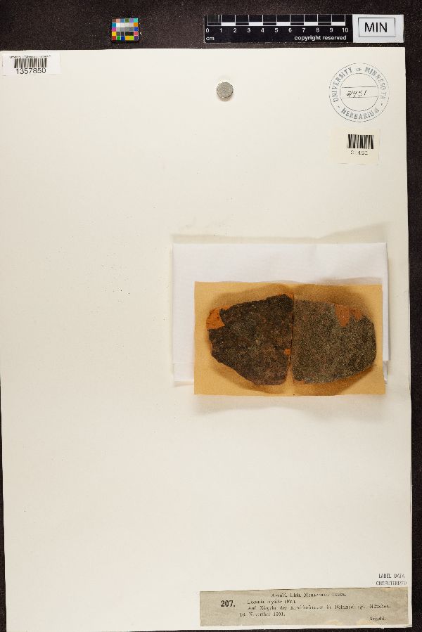 Lecania erysibe image