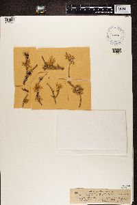 Evernia prunastri image