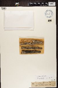 Imshaugia aleurites image