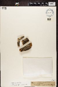 Imshaugia aleurites image