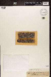 Hypogymnia physodes image