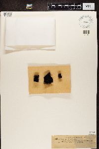 Micarea misella image