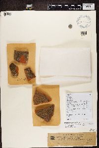 Myriolecis hagenii image