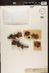 Platismatia glauca image