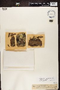 Parmeliopsis ambigua image