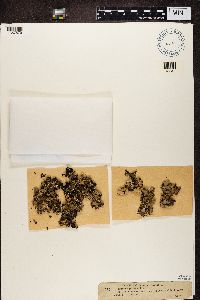 Parmotrema reticulatum image