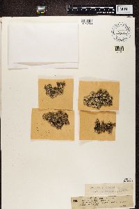 Hypogymnia physodes image