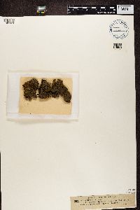 Protopannaria pezizoides image