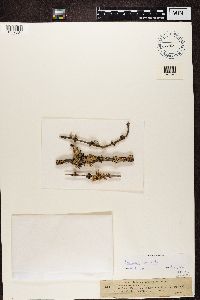 Lecanora symmicta image