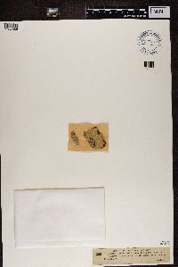 Pertusaria leioplaca image