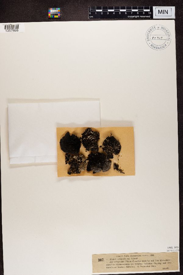 Micarea misella image