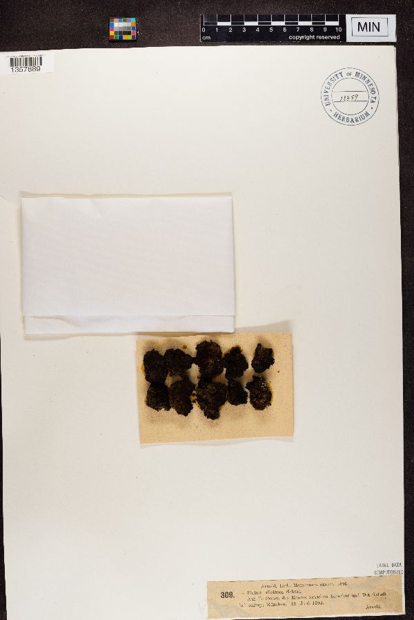 Placynthiella uliginosa image