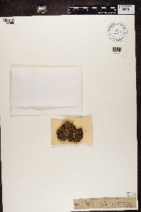 Solorina spongiosa image