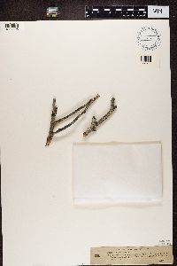 Catillaria nigroclavata image